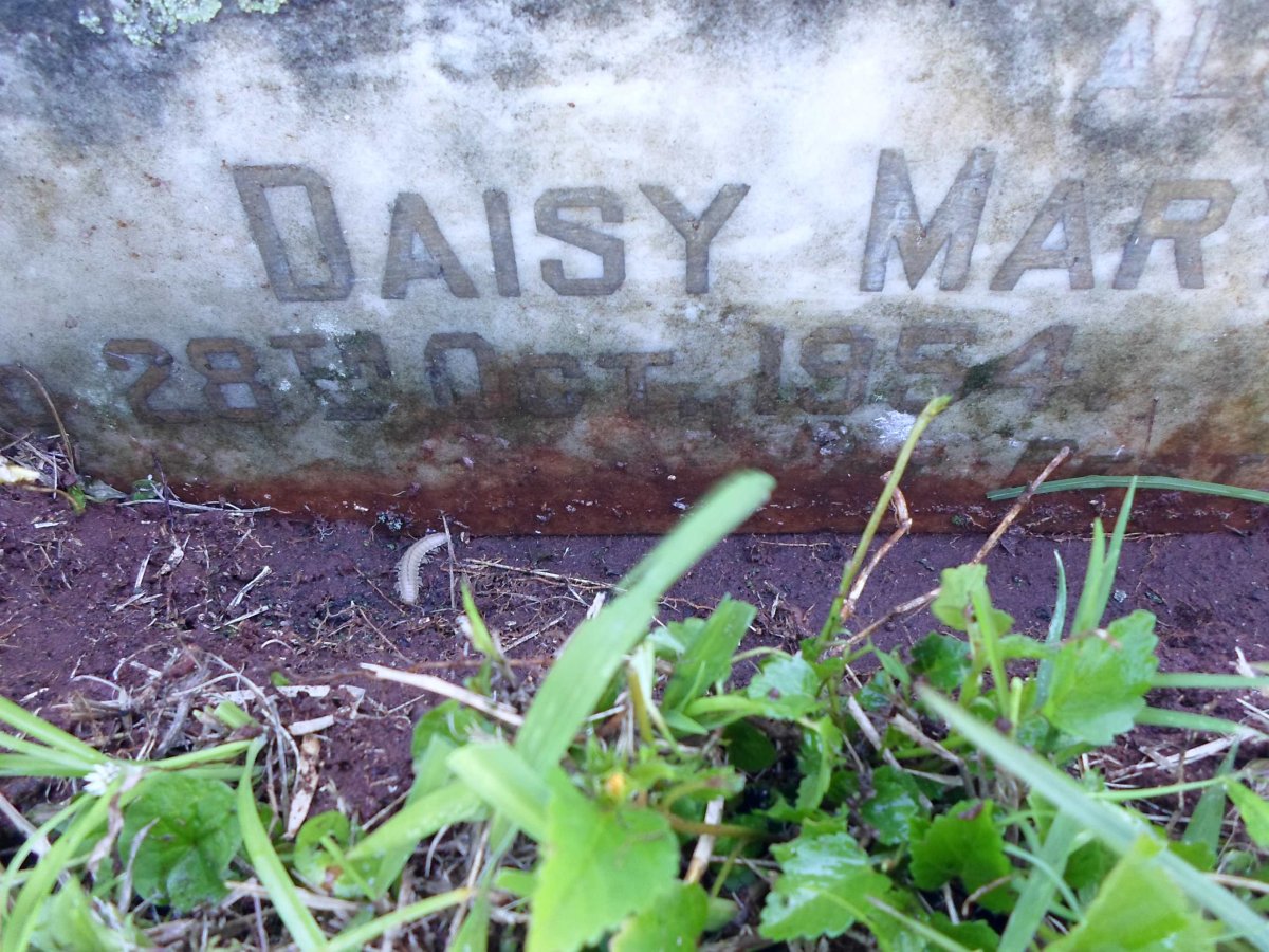 GORDON Daisy Mary -1954