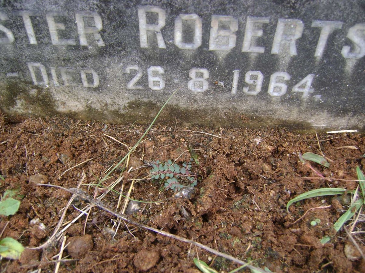 ROBERTSON Sarah S. 1888-1950 :: ROBERTSON D'Arthur Sylvester 1910-1964