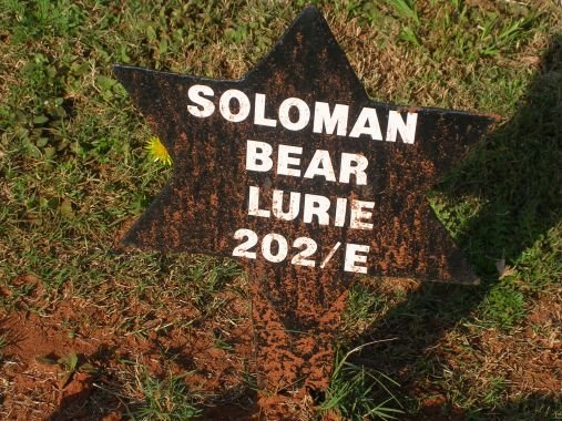 LURIE Soloman Bear