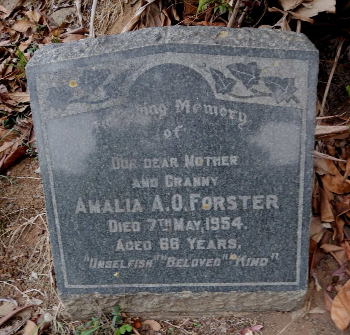 FORSTER Amelia A.O. -1954